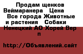 Продам щенков Веймаранера › Цена ­ 30 - Все города Животные и растения » Собаки   . Ненецкий АО,Хорей-Вер п.